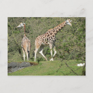 Zwei Giraffen Postkarte