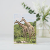 Zwei Giraffen Postkarte (Stehend Vorderseite)