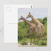 Zwei Giraffen Postkarte (Vorne/Hinten)
