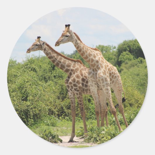 Zwei Giraffen Runder Aufkleber (Vorderseite)