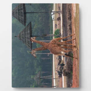Zwei Giraffen trösten sich gegenseitig in einem Zo Fotoplatte