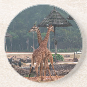 Zwei Giraffen trösten sich gegenseitig in einem Zo Getränkeuntersetzer