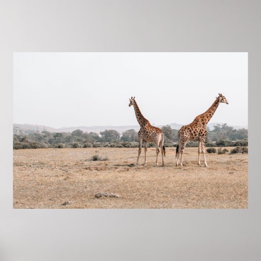 ZWEI GIRAFFES POSTER (Vorne)