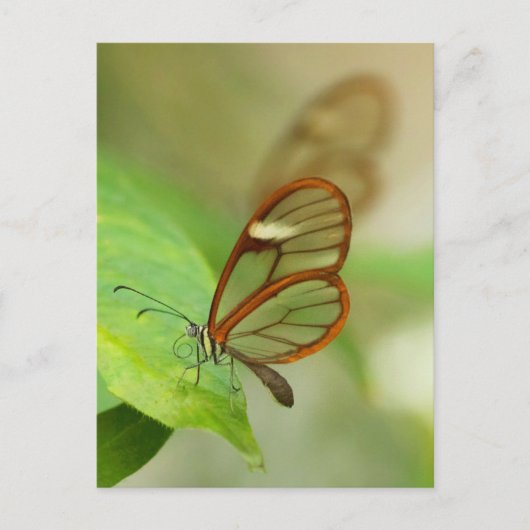 Zwei gläserne Schmetterlinge Postkarte (Vorderseite)