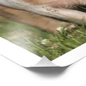 Zwei glückliche, spielerische Ferkel 12 x 16 Fotodruck (Ecke)