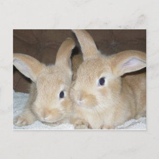 Zwei Golden Bunnies Postkarte