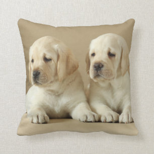 Zwei Golden Labrador Welpen Kissen