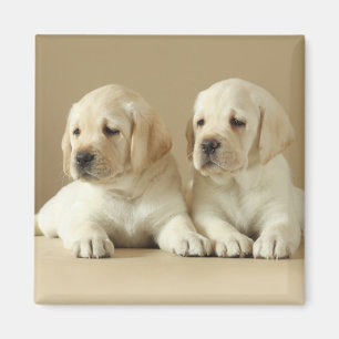 Zwei Golden Labrador Welpen Magnet