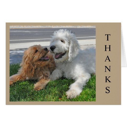 Zwei Goldendoodle Welpen Freunde! (Vorderseite (Horizontal))