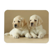 Zwei goldene Labrador-Welpen Magnet (Horizontal)