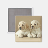 Zwei goldene Labrador-Welpen Magnet (Vorderseite/Rückseite)