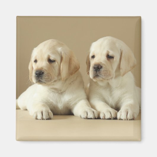 Zwei goldene Labrador-Welpen Magnet (Vorne)