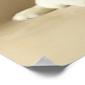 Zwei goldene Labrador-Welpen Poster (Ecke)