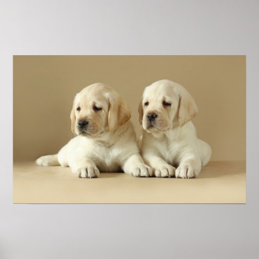 Zwei goldene Labrador-Welpen Poster (Vorne)