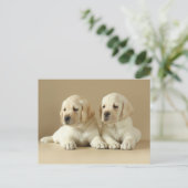 Zwei goldene Labrador-Welpen Postkarte (Stehend Vorderseite)