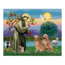 Zwei goldene Retrievers