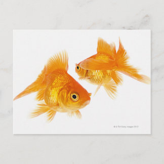 Zwei Goldfische überqueren einander Postkarte