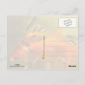 Zwei Goldfish Postkarte (Rückseite)