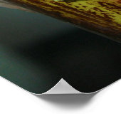 Zwei Goldstaubgeckos Phelsuma Laticauda Poster (Ecke)