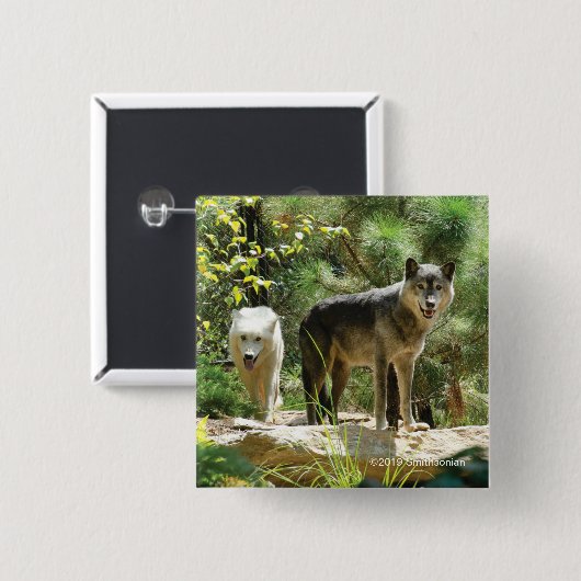 Zwei graue Wölfe im Wald Button (Vorne & Hinten)