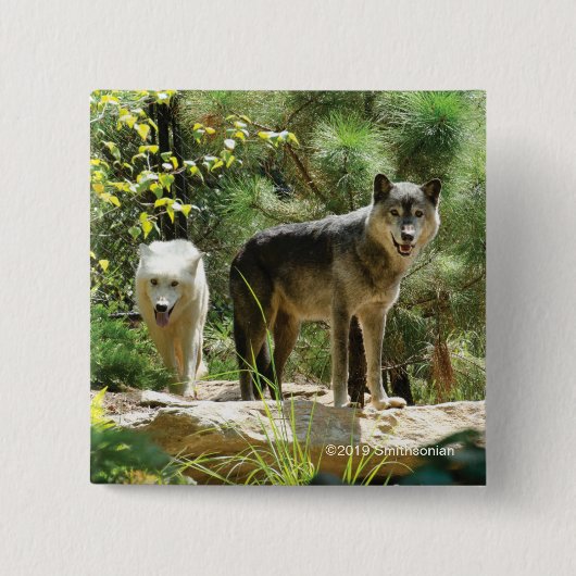 Zwei graue Wölfe im Wald Button (Vorderseite)