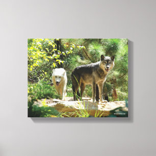 Zwei graue Wölfe im Wald Leinwanddruck
