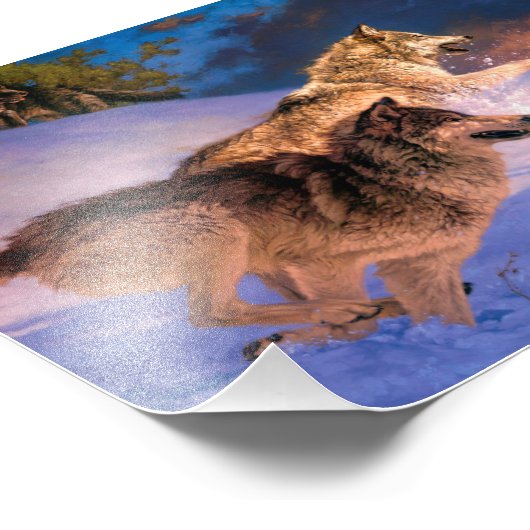 Zwei graue Wolfe im Winter Fotodruck (Ecke)