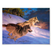 Zwei graue Wolfe im Winter Fotodruck (Vorne)