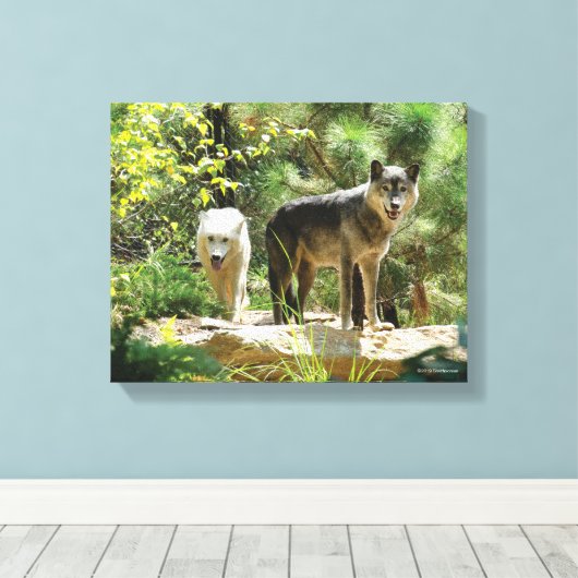 Zwei Grauwölfe im Wald Leinwanddruck (Insitu (Holzboden))