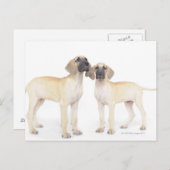 Zwei große Dänen Postkarte (Vorne/Hinten)