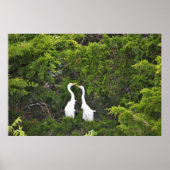 Zwei große Egrets im Baum Poster (Vorne)