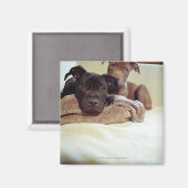 Zwei Grubenbulle-Terrier im Haus, nah Magnet (Vorderseite/Rückseite)