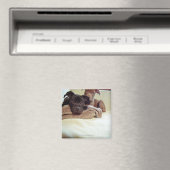 Zwei Grubenbulle-Terrier im Haus, nah Magnet (In Situ (Geschirrspüler))