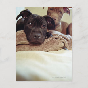 Zwei Grubenbulle-Terrier im Haus, nah Postkarte