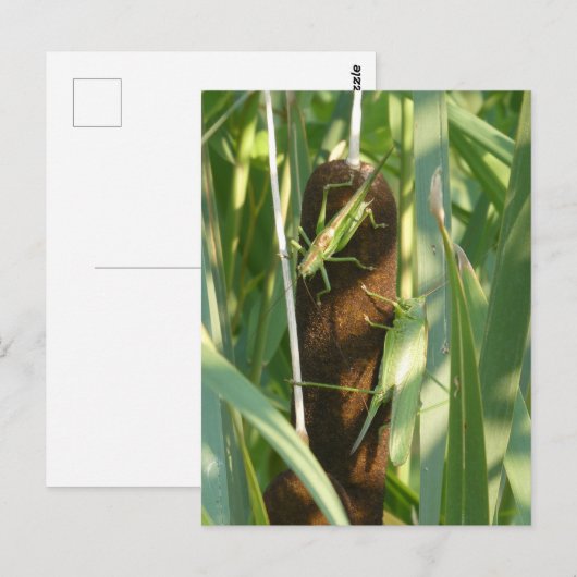 Zwei grüne Grasshopper DIY Postkarte (Vorne/Hinten)
