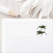 Zwei grüne Grasshopper / Katydids (Insitu)