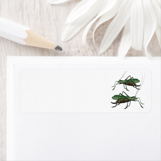 Zwei grüne Grasshopper / Katydids (Insitu)