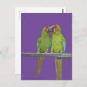 Zwei grüne Papageien krusten. BG Color DIY Postcar Postkarte (Vorne/Hinten)