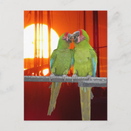 Zwei grüne Papageien Sunset DIY Postkarte