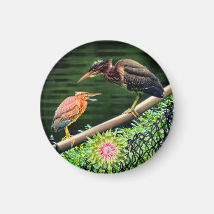 Zwei Grüne Reiher Magnet