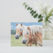 zwei Haflinger Postkarte (Stehend Vorderseite)
