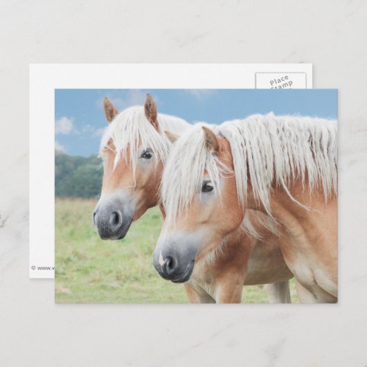 zwei Haflinger Postkarte (Vorne/Hinten)