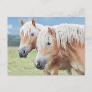 zwei Haflinger Postkarte
