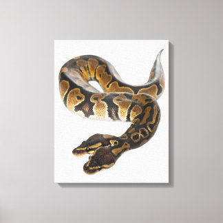 Zwei Häuptlinge Royal Python oder Ball Python - Py Leinwanddruck
