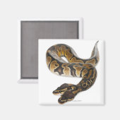 Zwei Häuptlinge Royal Python oder Ball Python - Py Magnet (Vorderseite/Rückseite)