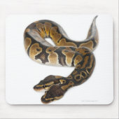 Zwei Häuptlinge Royal Python oder Ball Python - Py Mousepad (Vorne)