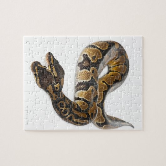 Zwei Häuptlinge Royal Python oder Ball Python - Py Puzzle (Horizontal)