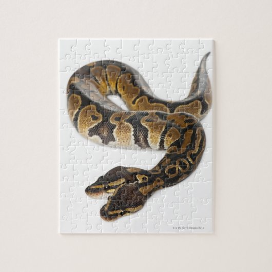 Zwei Häuptlinge Royal Python oder Ball Python - Py Puzzle (Vertikal)