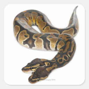 Zwei Häuptlinge Royal Python oder Ball Python - Py Quadratischer Aufkleber