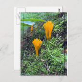 Zwei helle, gelb-gelbe Pilze auf Moss Co Postkarte (Vorne/Hinten)